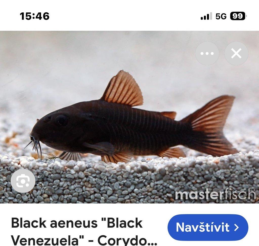 Chovna skupina Corydoras Black Venezuela
