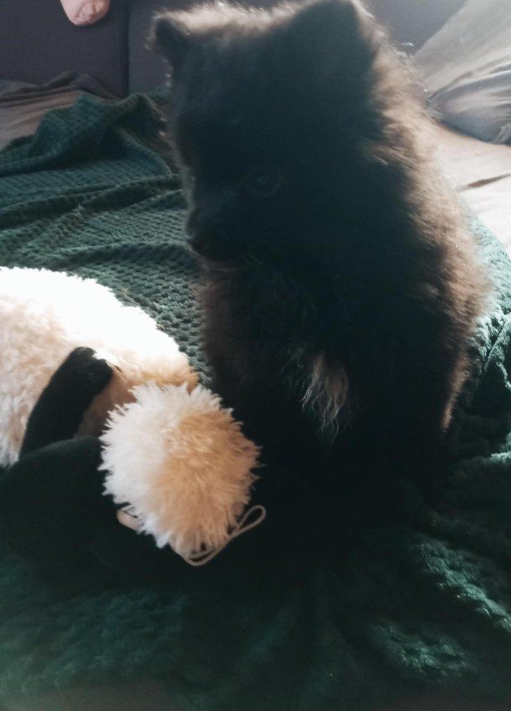 Prodám štěňátko Špice