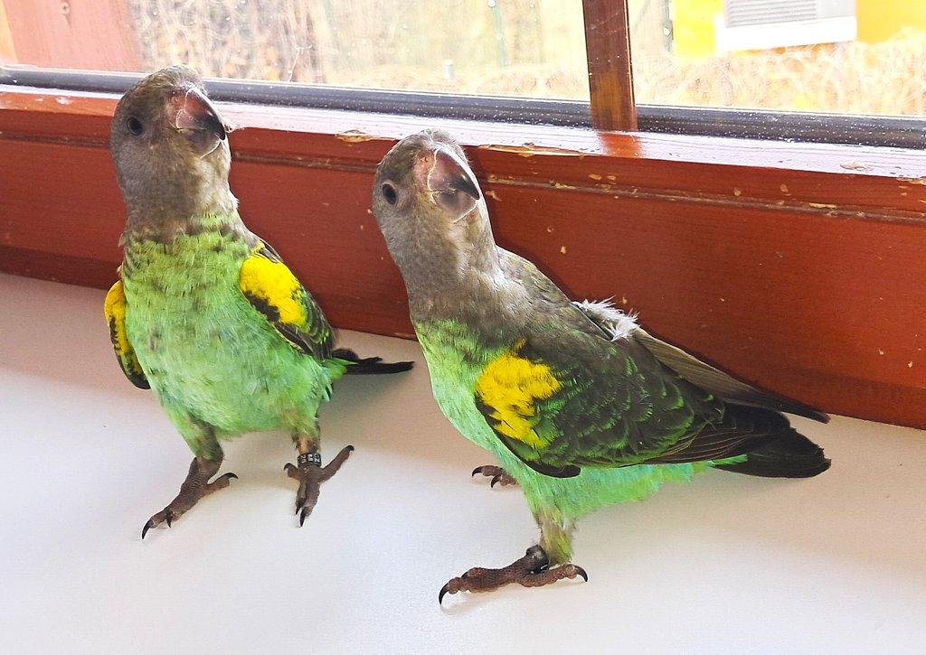 papoušek žlutotemenný (mayerův)