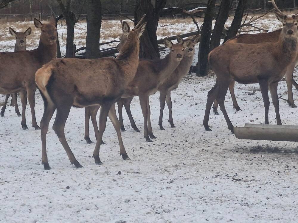 Hospodářská zvířata