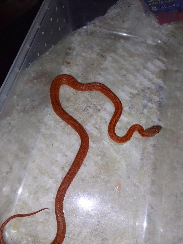 Pantherophis guttatus , Orthriophis taeniurus taeniurus nominátní