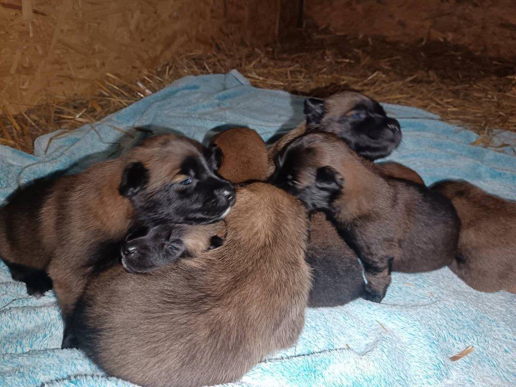 Nabízím štěňátka belgického ovčáka malinois