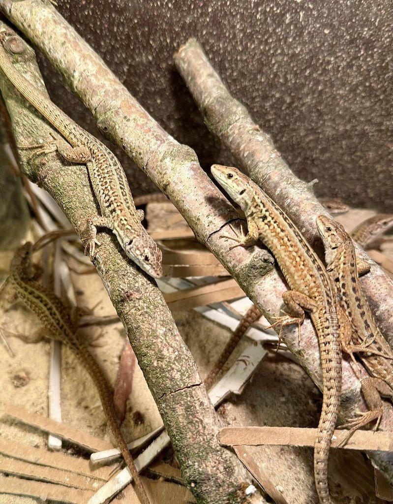 Podarcis sicula campestris