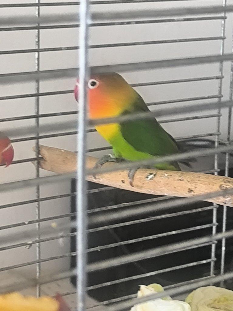 Agapornis Fisery par i s kleci