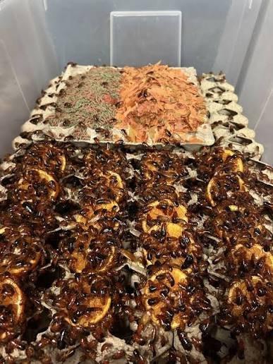 Šváb turkistánský (Shelfordella tartara)