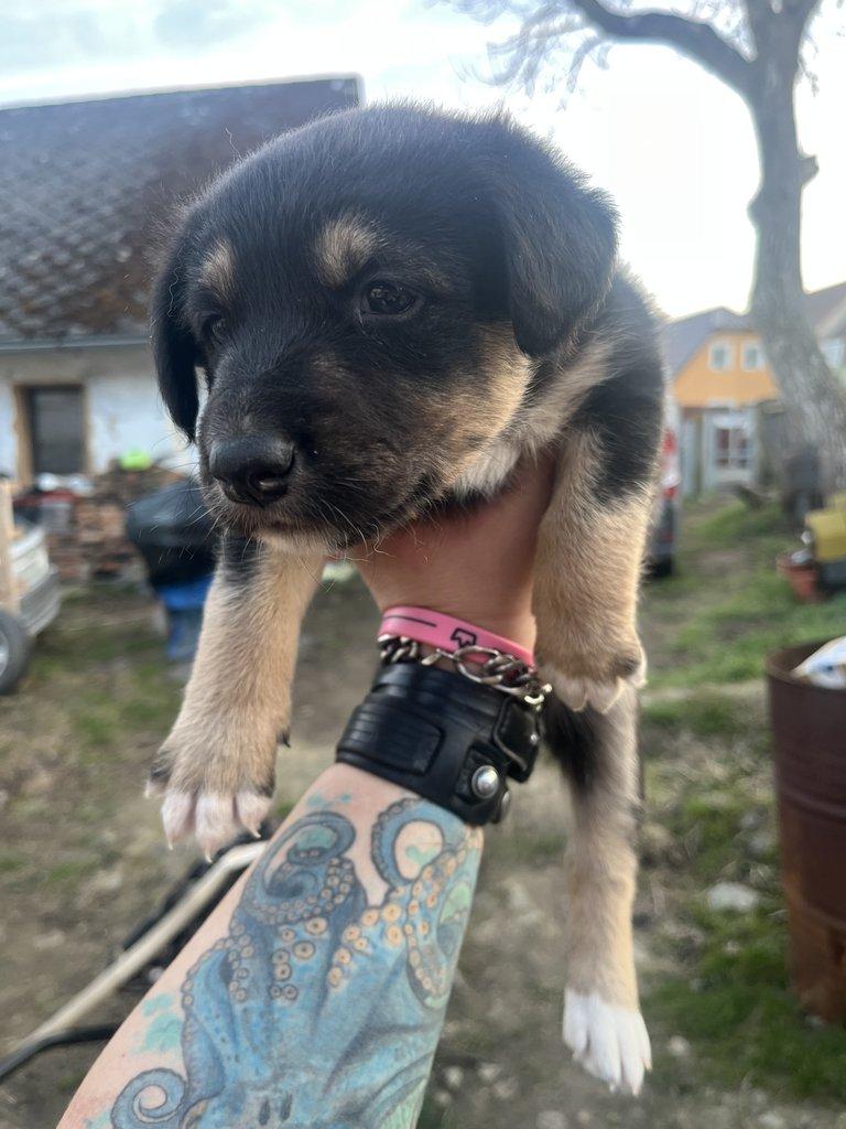 Prodám štěňátka