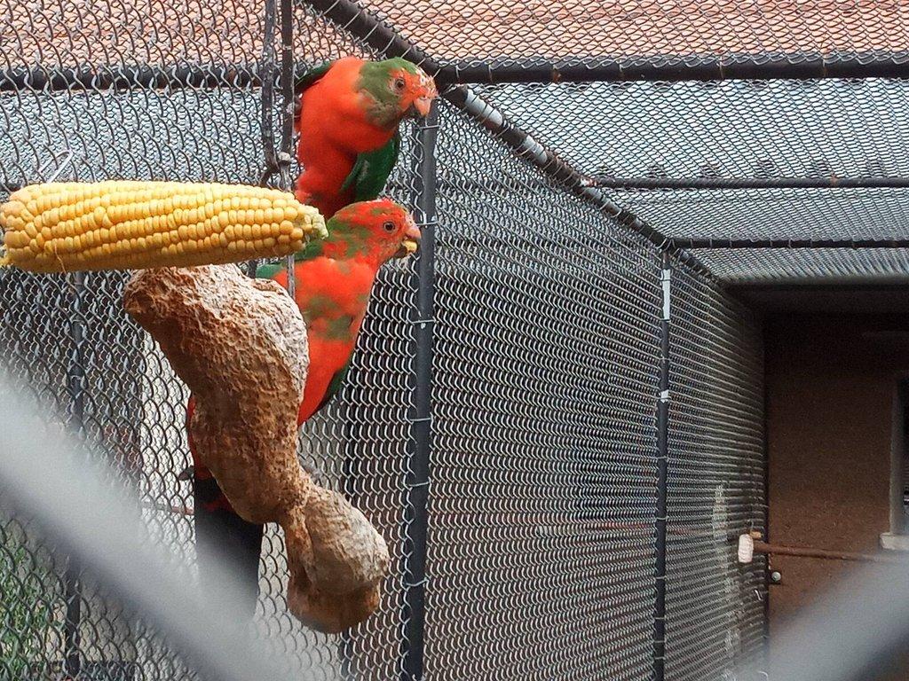 Papoušek královský