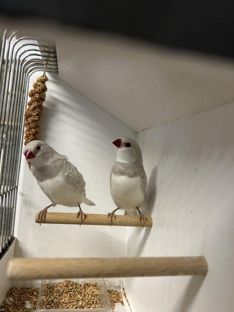 Amadina diamantová stříbrná