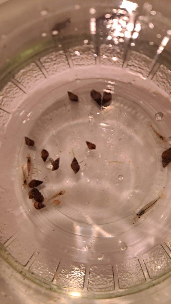 KREVETYK, PISKOŘKY PRODEJ