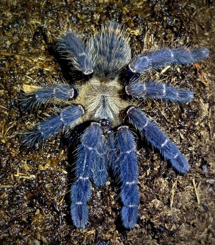 B. hamorii, B. boehmei, M. balfouri, G. pulchripes, H. pulchripes ...