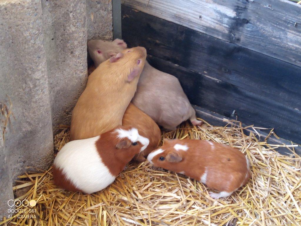 Obří Cuy morčata Doležal morče cuy