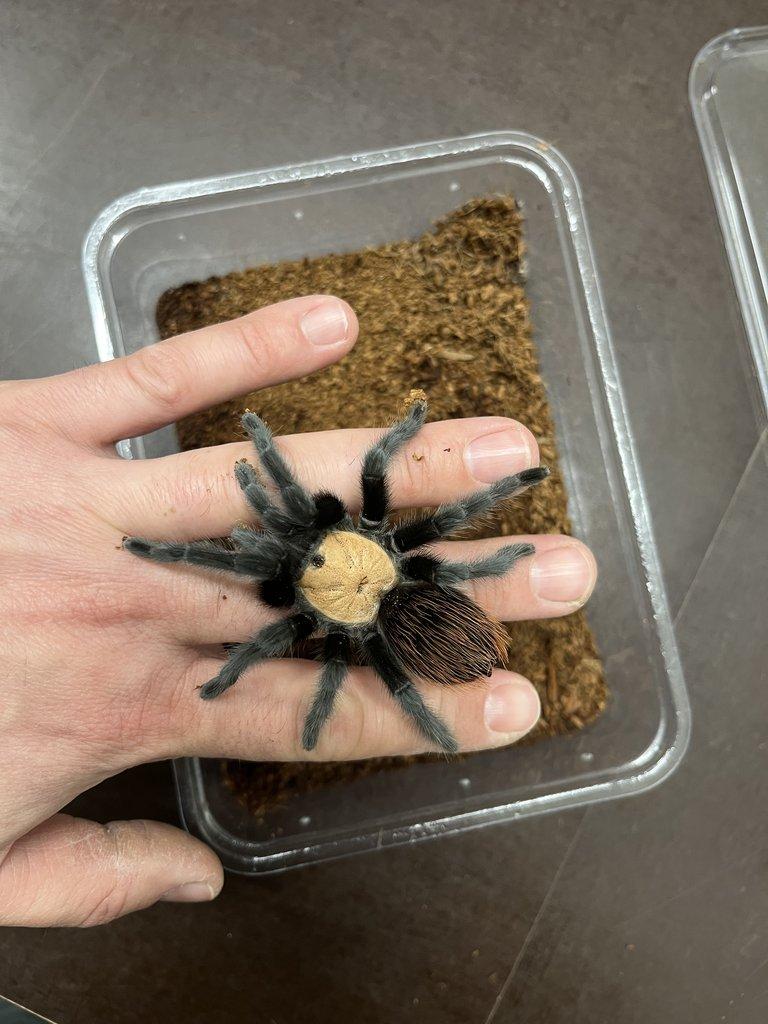 BRAHCHYPELMA spp - ZIVA 20.12.