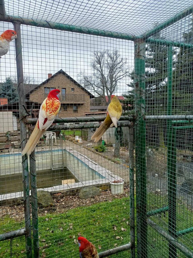 Prodám Roselu penant