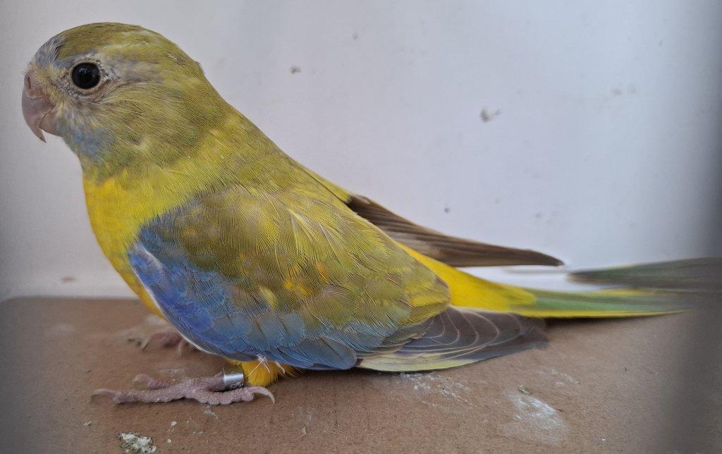 Neoféma tyrkysová žltobruchá