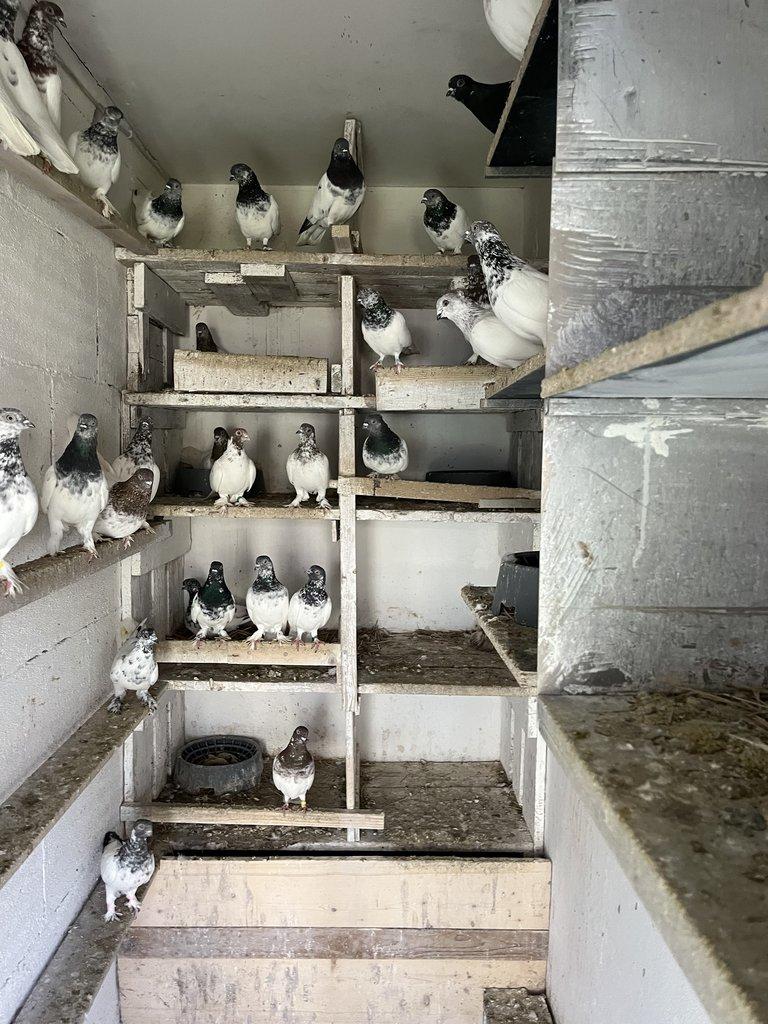 BUDAPEŠŤSKÝ VYSOKOLETEC