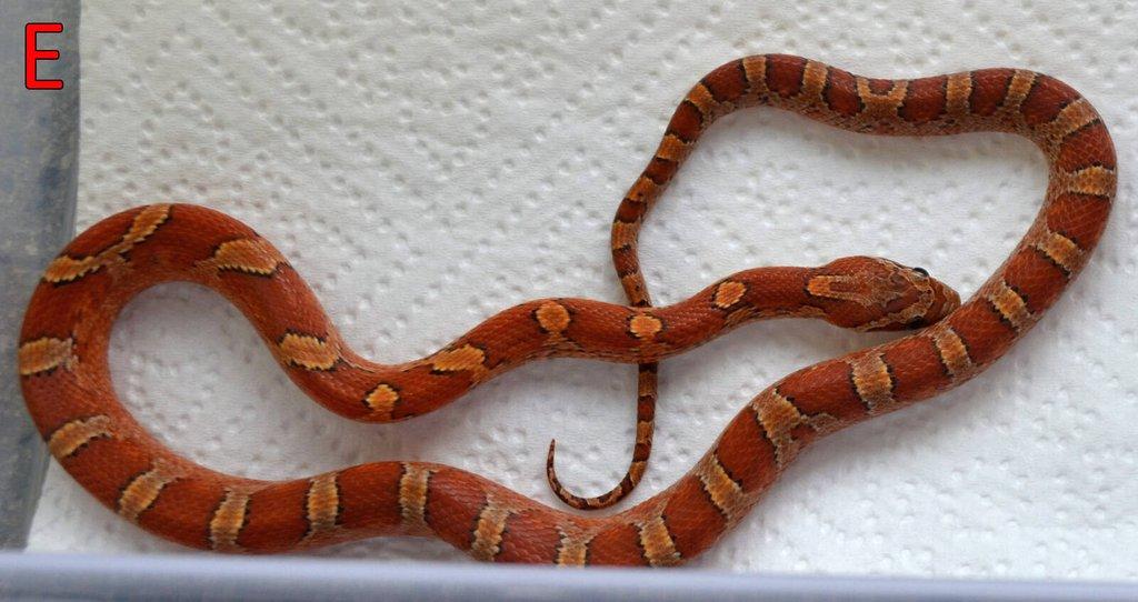 Prodám mláďata užovky červené (08/25)
