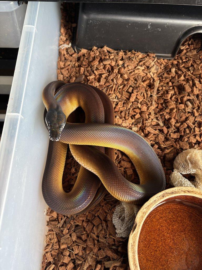 Leiopython albertisii,meridionalis