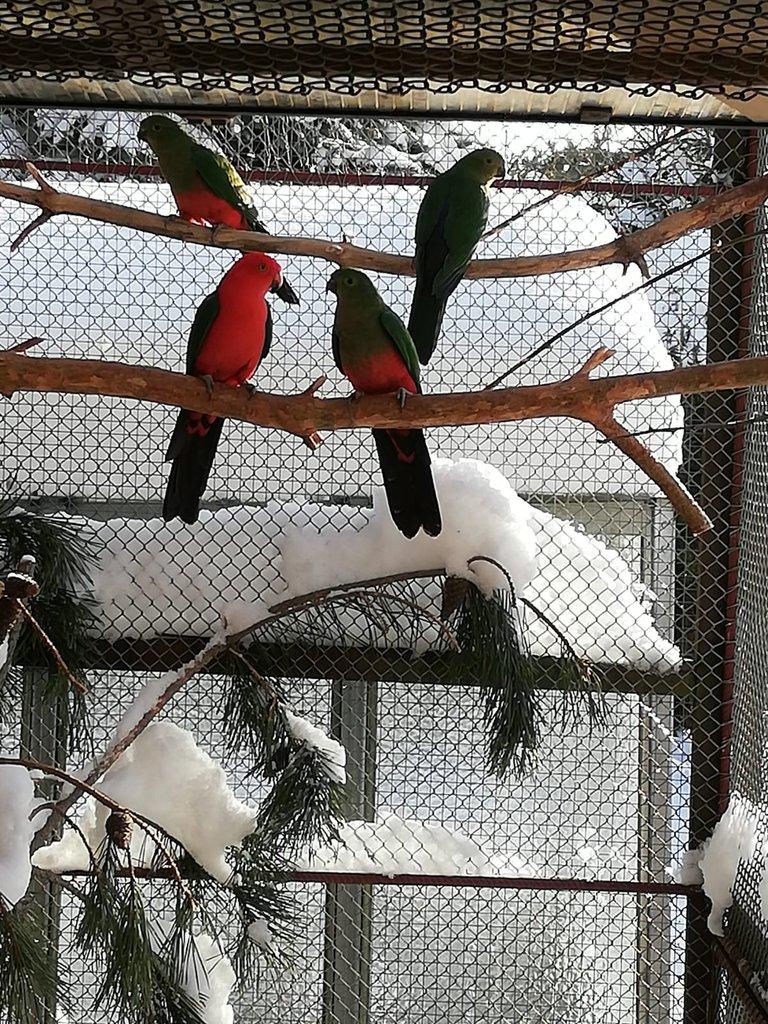 Papoušek královský