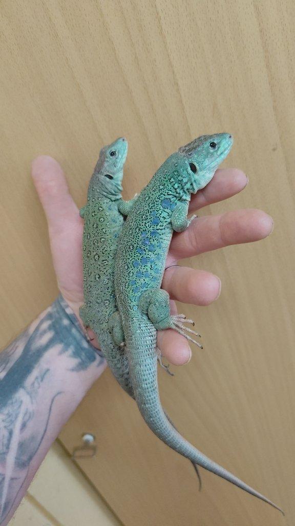 1.1 Timon lepidus Blue