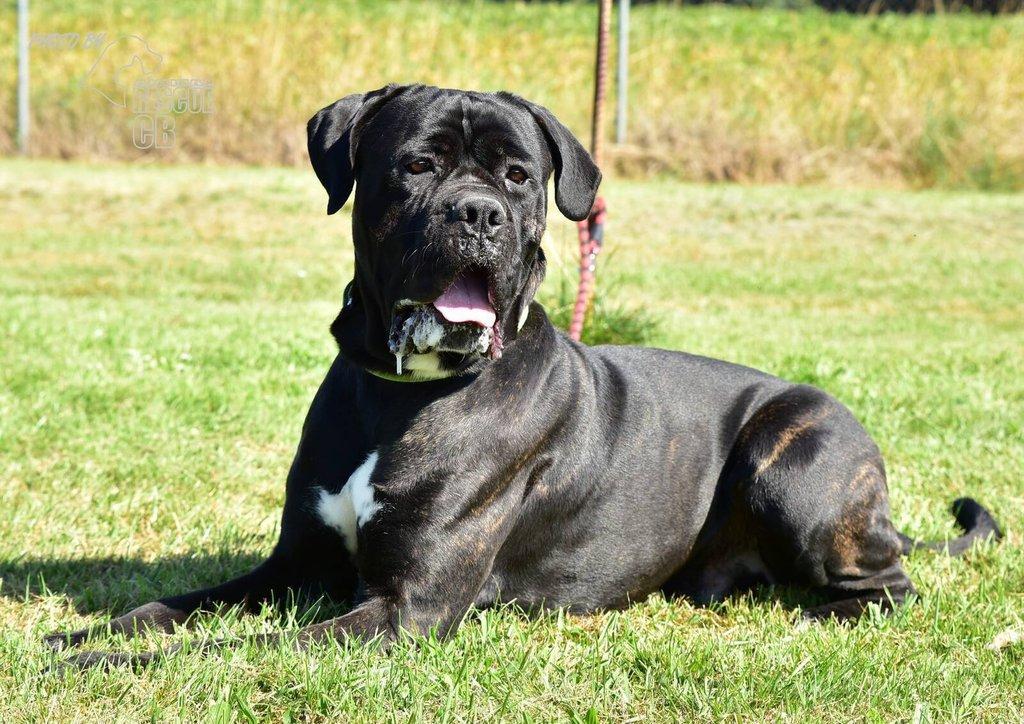 Darujeme nalezeného křížence Cane Corso