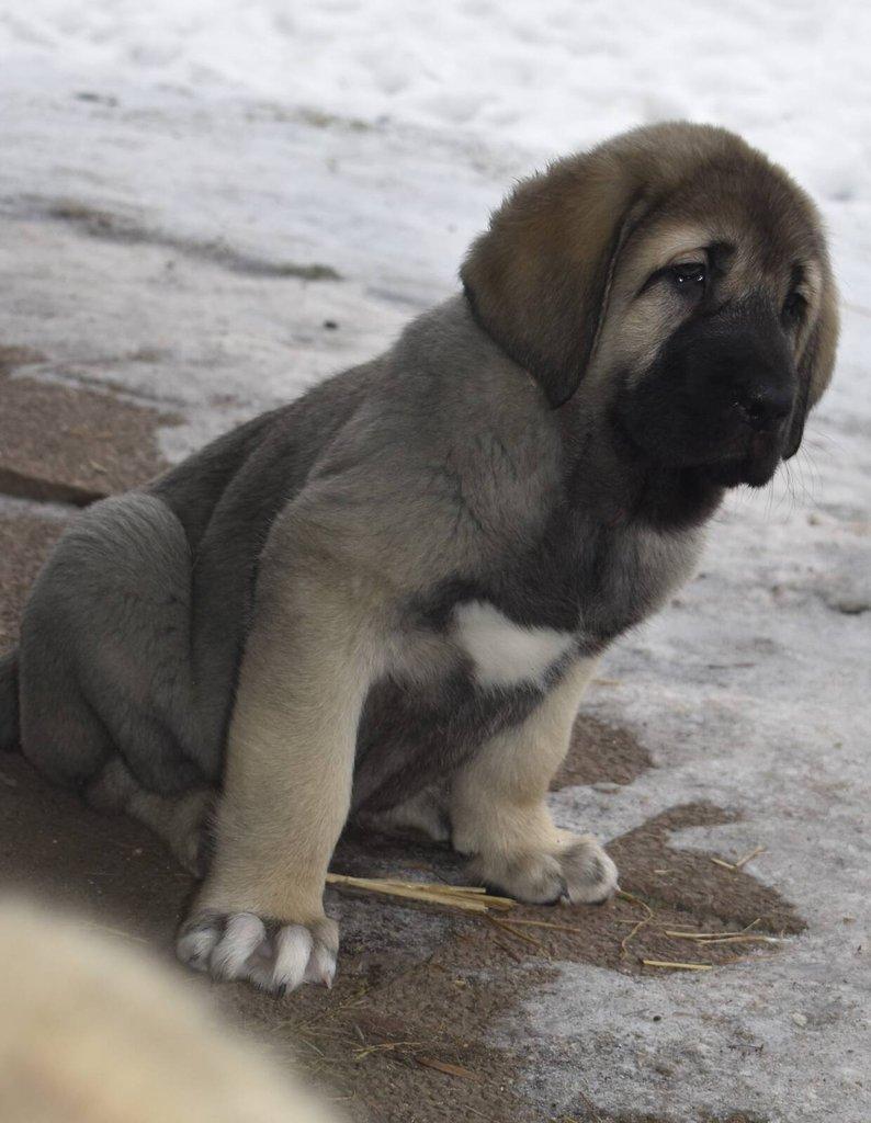 Španělský mastin - Mastin Espaňol máme k odběru krásné fenky