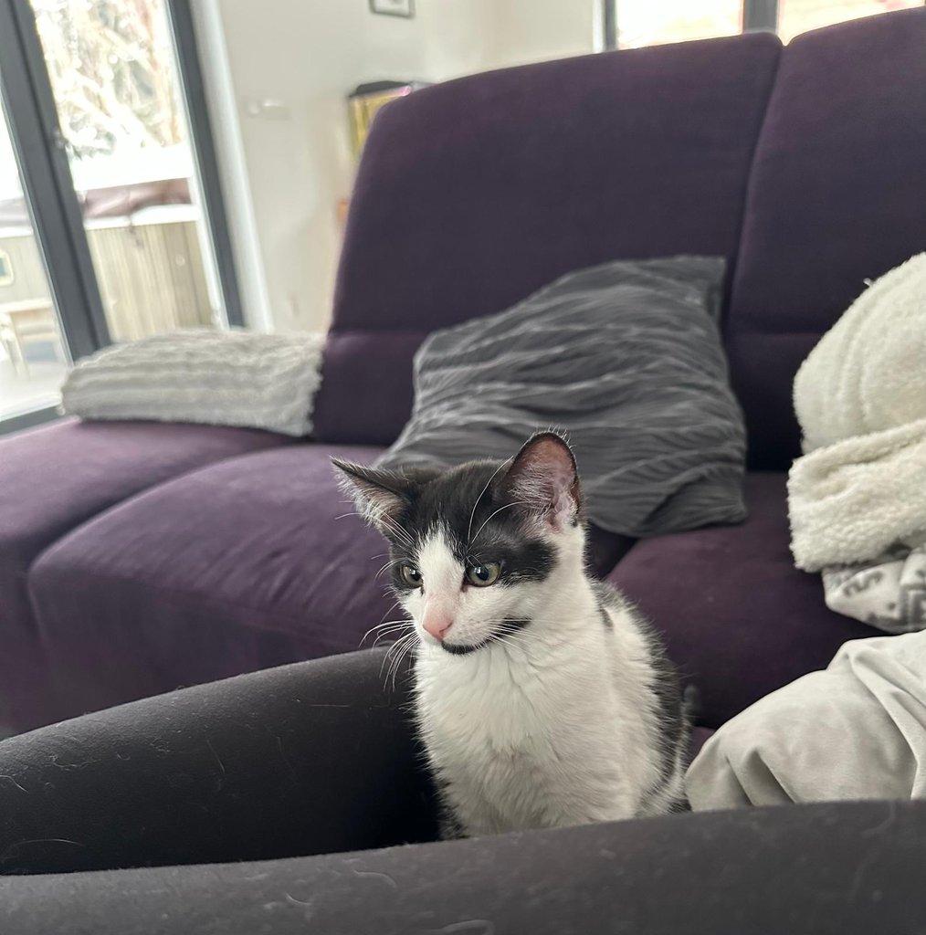 Opuštěné kočičí holčičky