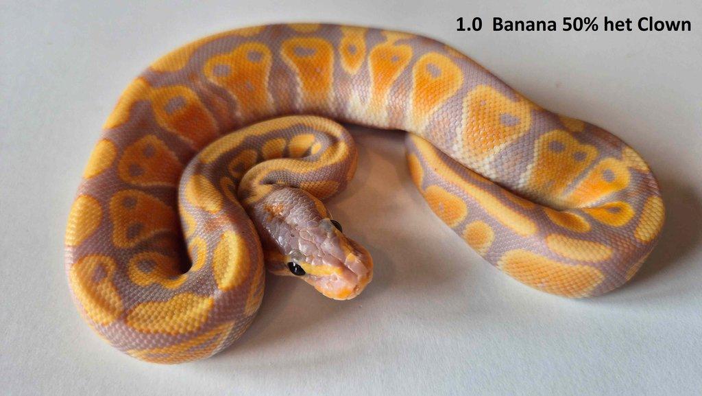 Krajta královská - prodám vlastní odchov 2023 - 2025