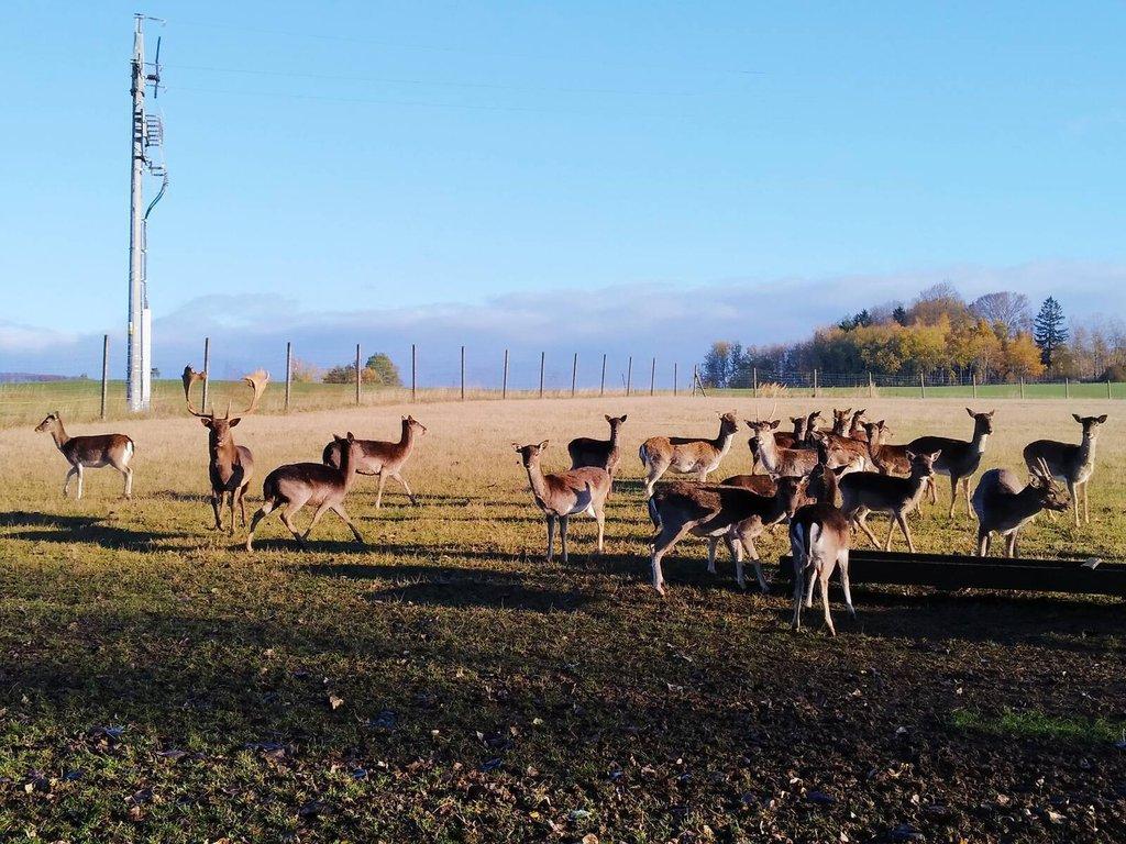 Prodám daňčí zvěř