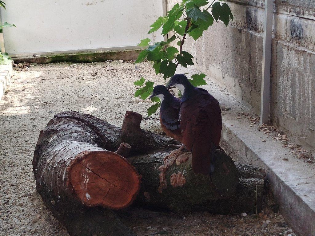 Holub Bartlet -Gallicolumba crinigera