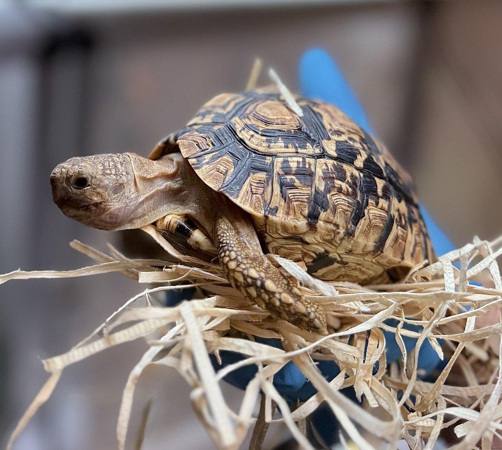 ŽELVA SPEKEOVA (Kinixys spekii)
