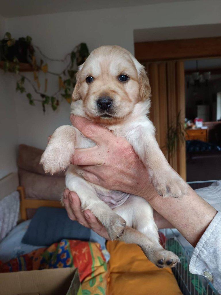 Štěňata- kříženci