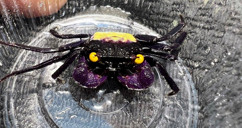 AKCE - Geosesarma dennerle