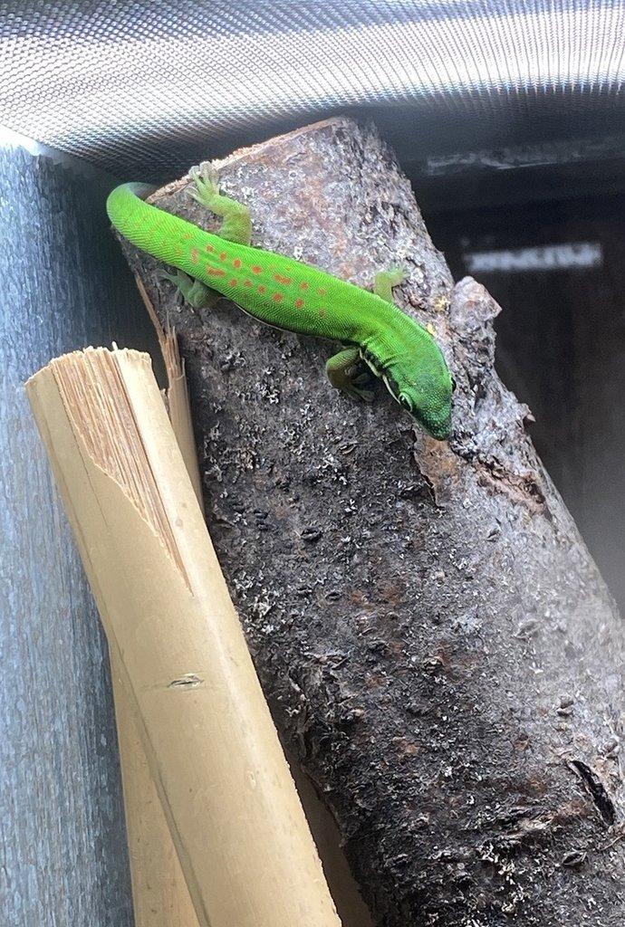 Phelsuma, Anolis