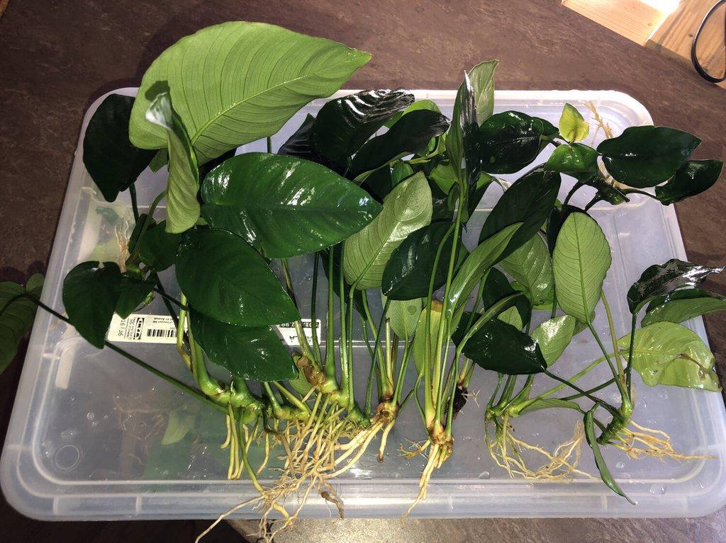 Anubias mix