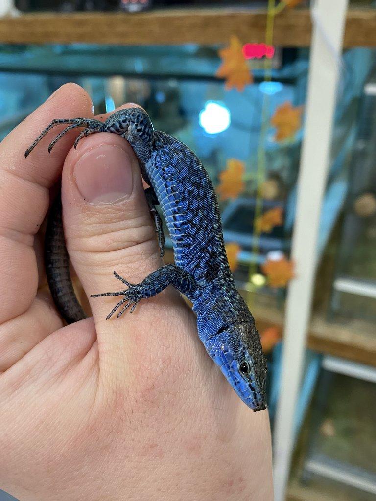 Podarcis Sicula Paulae