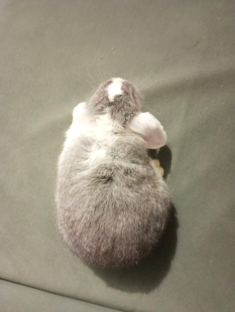 Zakrslý beránek králíček