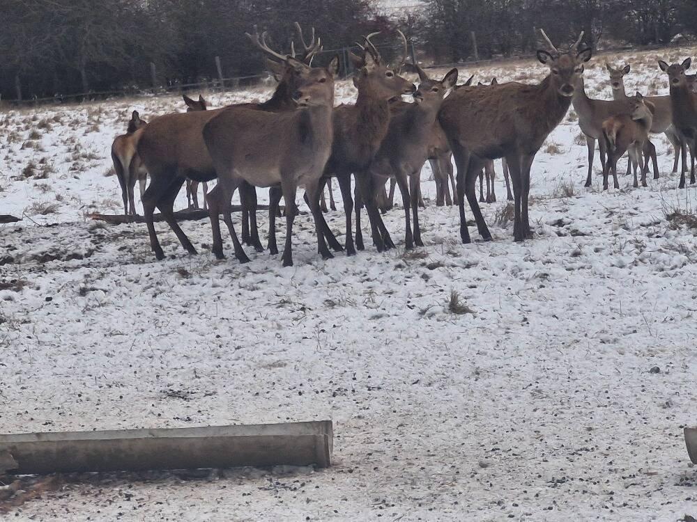 Hospodářská zvířata