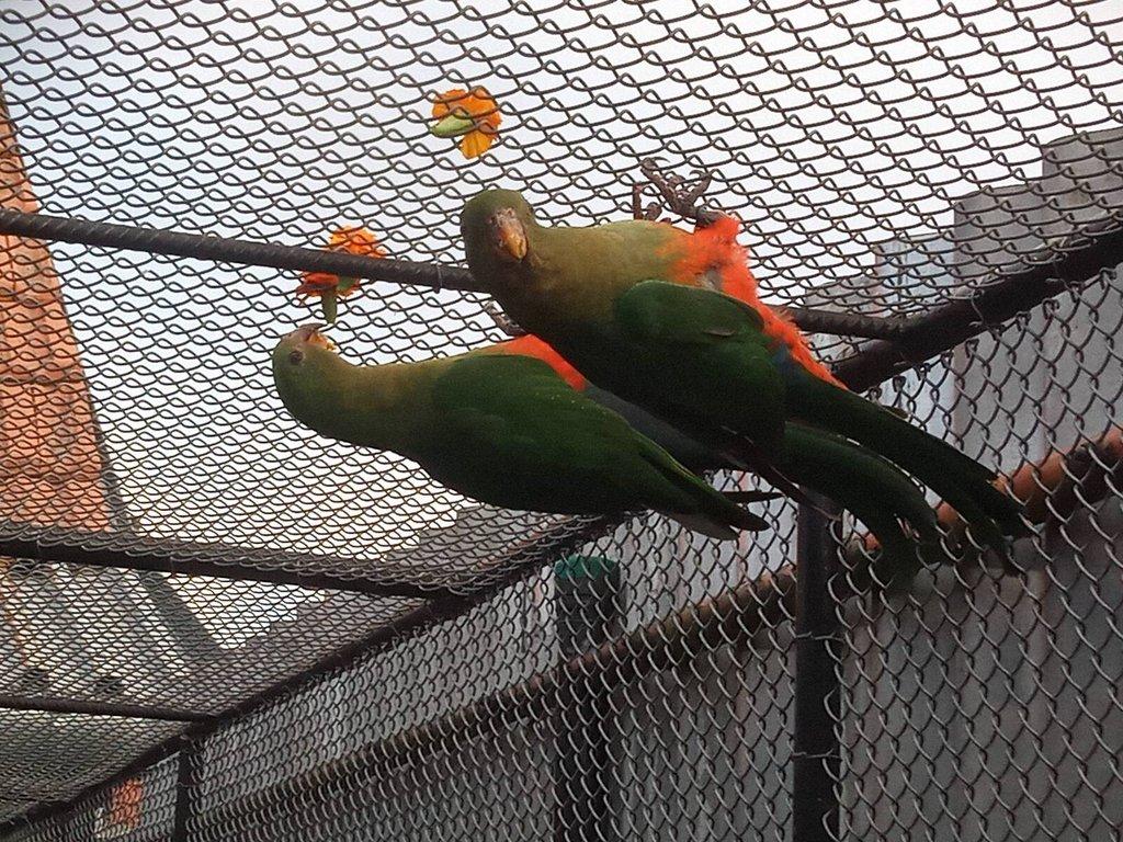 Papoušek královský