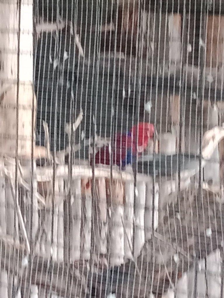 Eklektus Polichrolos