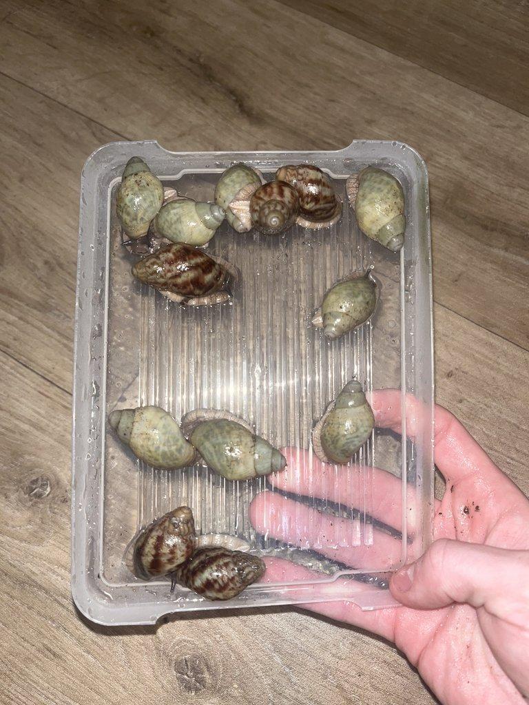 Africký šnek - mláďata