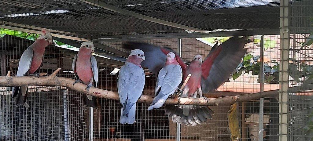 Kakadu růžové