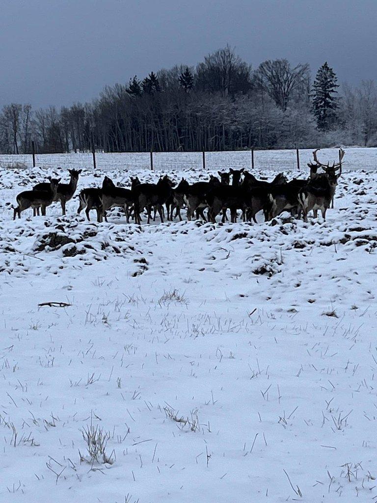Prodám daňčí zvěř