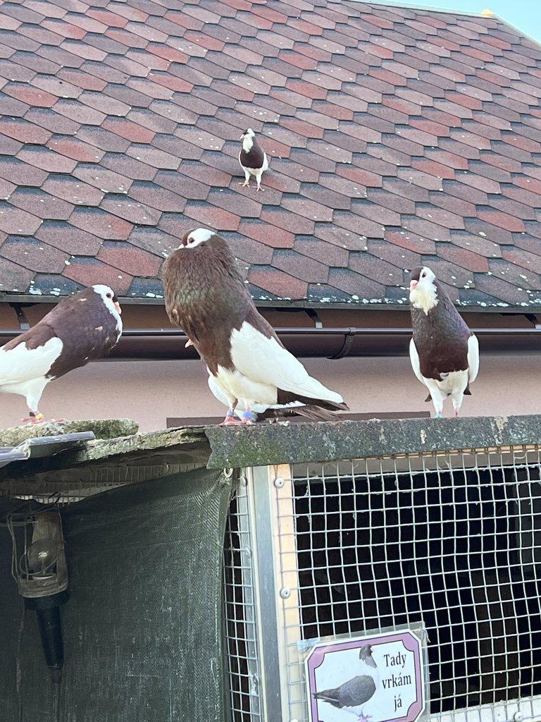 Český stavák červený Sedlatý- Holoubata