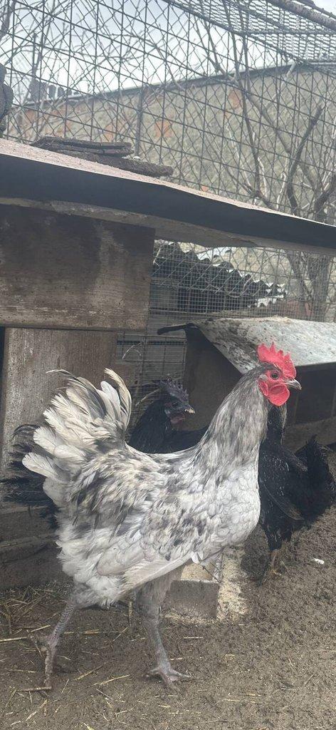 Australka modrá s lemy