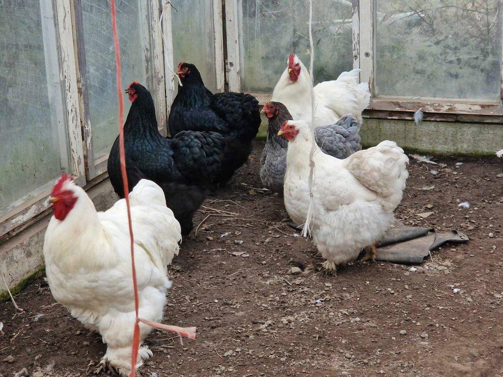 Kočinka velká bílá