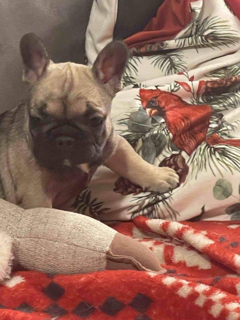 Štěňátka francouzských buldočků s PP FCI