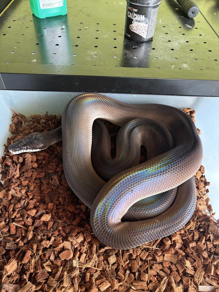 Leiopython albertisii,meridionalis