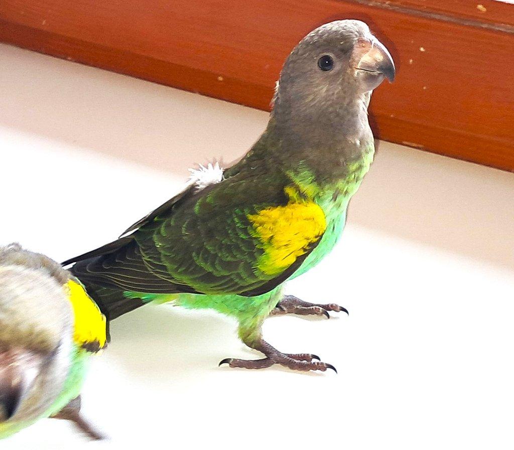 papoušek žlutotemenný (mayerův)