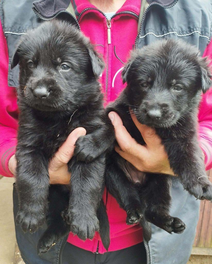 Německý ovčák štěňata s PP