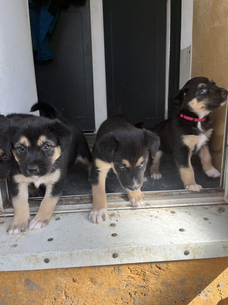 Prodám štěňátka